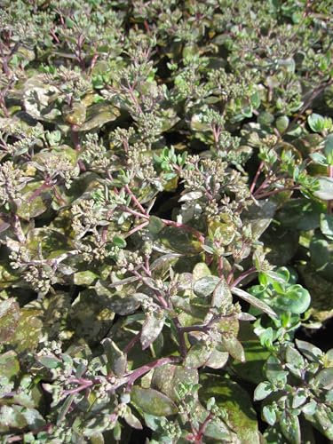 Hohe Fetthenne Matrona - Sedum telephium Matrona Verpackungseinheit 20