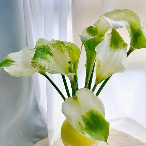 Bulbos de cala, bulbos de alcatraz, decoración de jardín para exterior Zantedeschia aethiopica, resistentes para balcones balcón decorativas resistentes 7pcs