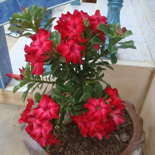 semillas de adelfa - orgánicas balcón jardín interior 20pcs