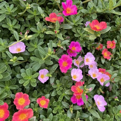 semillas de verdolaga - jardín resistentes balcón orgánicas exóticas 350pcs