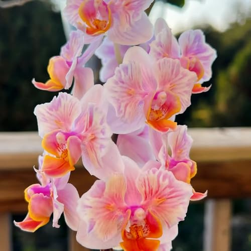 semillas de phalaenopsis - orquídeas jardín rocas, resistentes para balcón para orgánicas cobertura del 150pcs