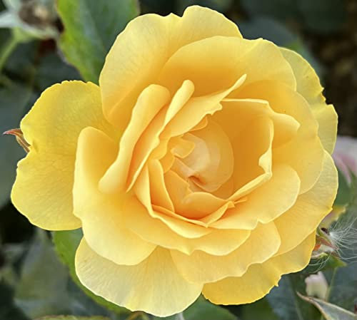 'Absolutely Fabulous' Floribunda Potted Rose - 4 Litre Pot - Rose of The Year 2010 - Large Yellow Scented Blooms