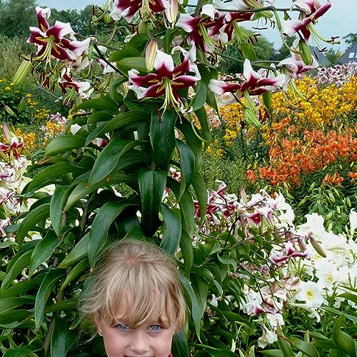 Beverly Dreams Bulbi Giglio Gigante (3 pezzi) - Bulbi Fiori resistenti al freddo provenienti dall'Olanda per piantare in giardino (grandi bulbi, non semi, non artificiali) (Beverly Dreams)