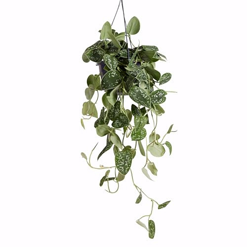 Bloomique - Scindapsus Pictus - Silberrebe - Hängepflanze - Auch als Kletterpflanze geeignet - Zimmerpflanzen - Luftreinigend - Pflegeleicht - Höhe 20-25 cm - Topf 15 cm