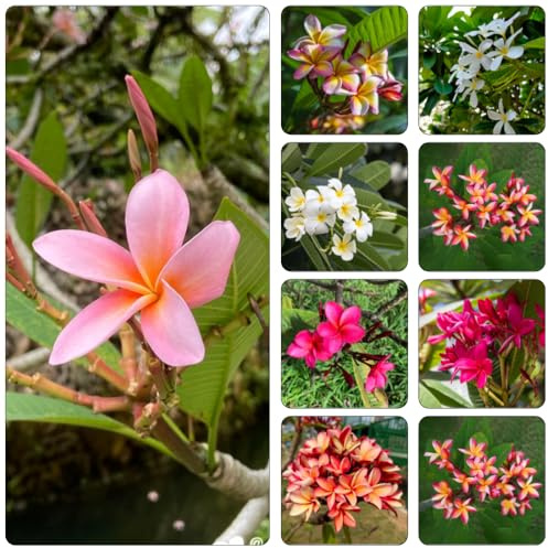 frangipani kräuterpflanzen gartenkräuter blumenbeet balkon kräutersamen blumensamen mehrjährig winterhart balkon garten pflanzendeko gartenblumen winterharte stauden für pralle sonne 10samen