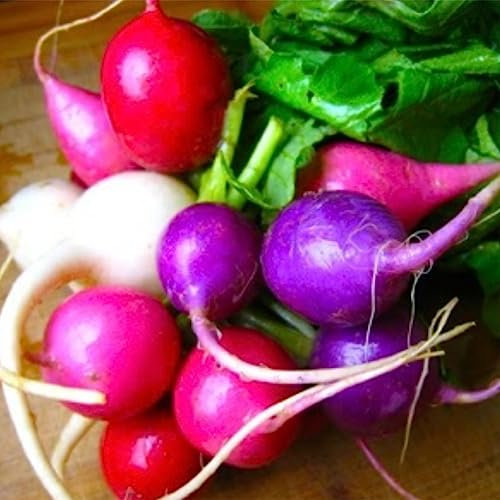 150 Stück gemischte Farben, nahrhafte Rettichsamen, einfach anzubauen, für Gemüse, Garten, Hof, Pflanze, Blume, Obstbaum, Gemüsesamen Rettichsamen