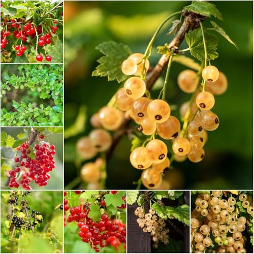 stachelbeeren - stachelbeere stauden winterhart mehrjährig bonsai säulenobst garden obstbaum hochbeete für garten gartenpflanzen obstsamen indoor 150samen