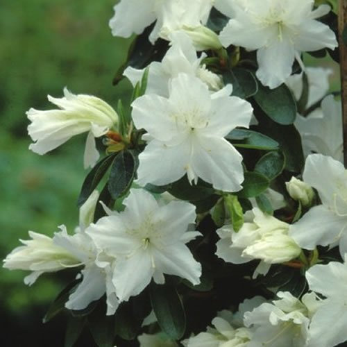 1 X AZALEA 'GEISHA WHITE' JAPANISCHER IMMER GRÜNER GARTENSTRAUCH ROBUSTE PFLANZE IM TOPF