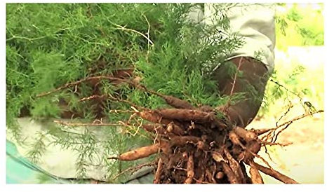 Pcs - 10x Asperges Racemosus Shatavari Arbuste Jardin Plantes - Graines B726 - Seeds & Plants Shop by Ipsa