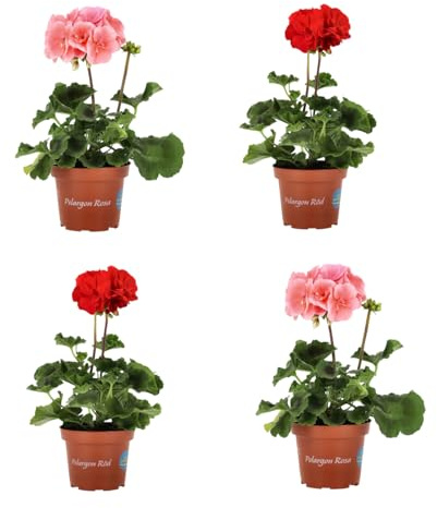 Set de 4 Unidades de Geranium Plantas Naturales para el Jardín