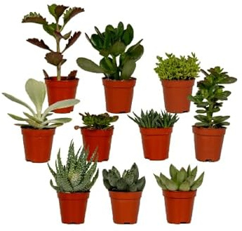 Sukkulenten Mix – 10 Pflanzen – Verschiedene Arten – Aloe Vera, Echeveria, Kalanchoe, Sedum – Zimmerpflanzen im Topf – Ø5,5cm – 7cm – pflegeleicht & dekorativ
