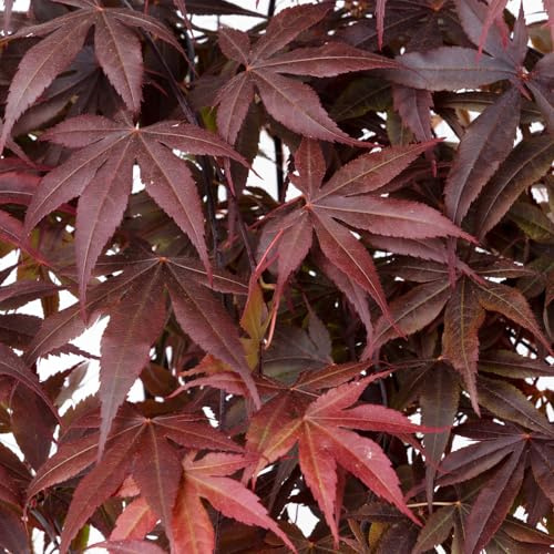 Roter Fächerahorn 'Bloodgood', Höhe 60-80 cm, Topf 7,5 Liter