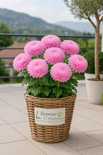 100 semi da seminare – L'Attico d'Abondanza – Regina Margherita gigante Tall Giant Princess – Callistephus Chinensis Tall Giant Princess