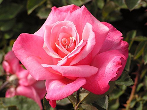 First Prize Hybrid Tea Rose (1 Plant) Border,Cut Flowers,Ornamental, Outdoor