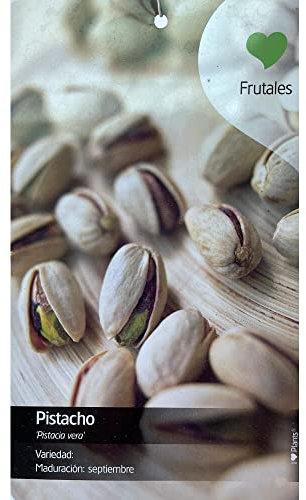 ARBOL FRUTAL NATURAL DE PISTACHO HEMBRA M26 150CM (SEPTIEMBRE) PERFECTO PARA EXTERIOR