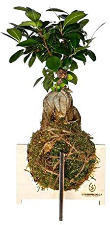 Vivai Lavermicocca Kokedama di Ficus Ginseng ø12 h.35cm microcarpa retrusa pianta vera da esterno sfera orientale