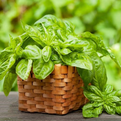10 piezas semillas de albahaca perenne resistente - silvestres jardín de rocas resistentes, pequeño para mujeres
