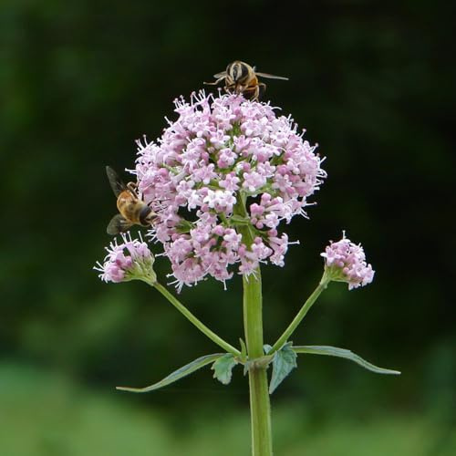 Semi di valeriana, da balcone resistenti Valeriana officinalis, prodotti sostenibili da giardino 100pcs