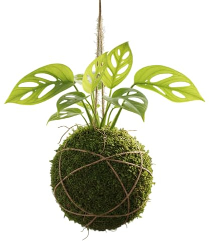Kokedama Tradicional Japonesa Monstera Monkey Leaf | Planta Natural Viva DECOALIVE