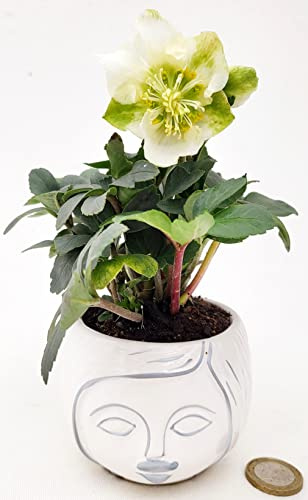 POWERS TO FLOWERS - HELLEBORUS BIANCO MINI IN VASO CERAMICA SIGNORINA, ELLEBORO, VASO 9CM DIAMETRO, Rosa di Natale, Pianta Vera