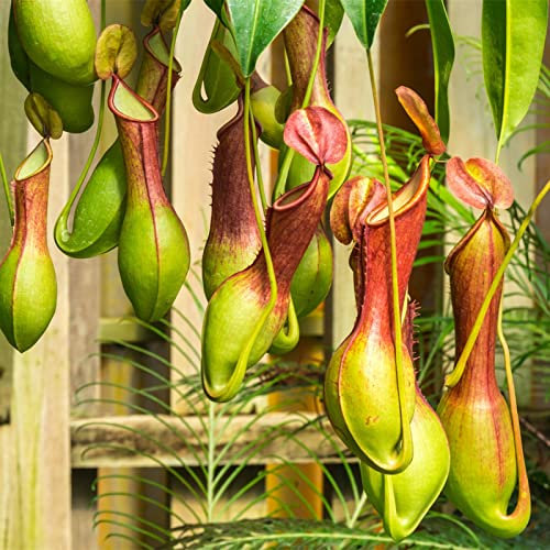 400 pz Nepenthes Seeds Semi carnivori Pack Semi di Piante in Rapida Crescita per Balcone Giardino Floreale Indoor Semi di Nepenthes. 1size