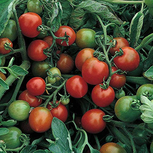 Tomato red alert bush seed by Thompson and Morgan
