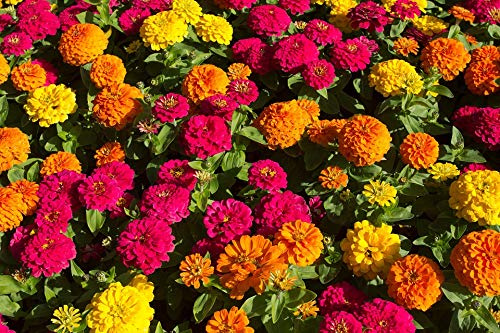 Graines Zinnia à fleur de dahlia varié - sachet de 240 graines - Zinnia/elegance/Asteracea - Graines de style