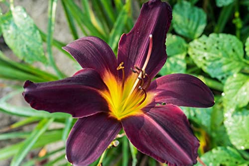 Hemerocallis, daylily, bulbi di daylily, daylilies, facili da piantare, possono essere piantati in vaso o nel terreno, è una buona dei fiori