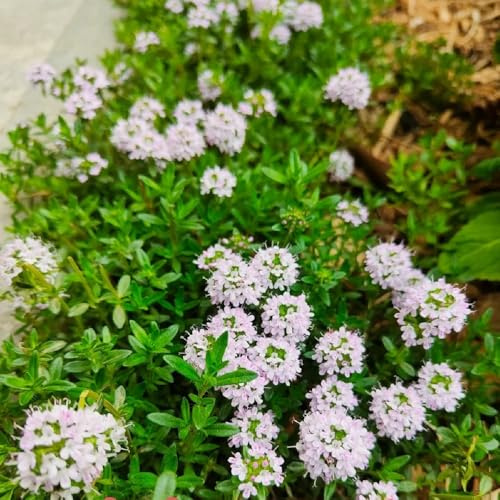 Kriechender ThymianSamen, blumensamen hochbeet Thymian Bodendecker, gartenpflanzen winterhart 200pcs