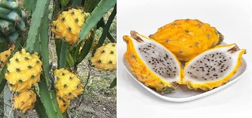 Yellow Dragon Fruit Seeds 15+ Seeds Pitaya