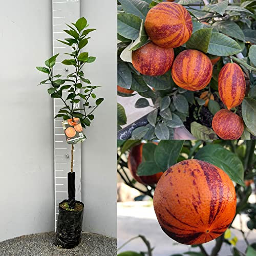 SAVINI VIVAI Pianta di Limone Albero Agrumi Limone Arcobal in Fitocella Altezza 100-120 cm di 1 anno di Innesto Made Italy