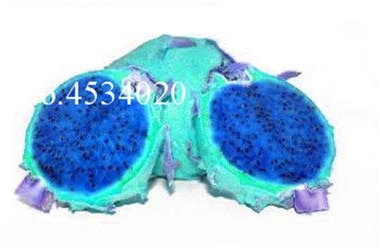 Graines De Fruits Pitaya Fraîches À Planter Bleu Ciel Paquet De 100 Graines