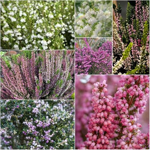 semillas de brezo de invierno perennes resistentes decoración balcones ornamentales, fácil cultivo Serie raras bonsái 200pcs