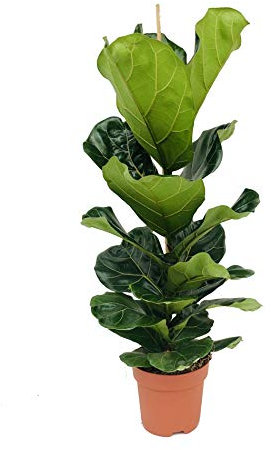 Ficus Lyrata Higuera Hoja de Violín 100cm Planta Natural de Interior