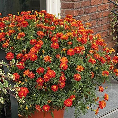 Marigold ‘Firebird’ (Tagetes patula, French Marigold) Half-Hardy Annual 1 Packet (50 Seeds) by Thompson and Morgan