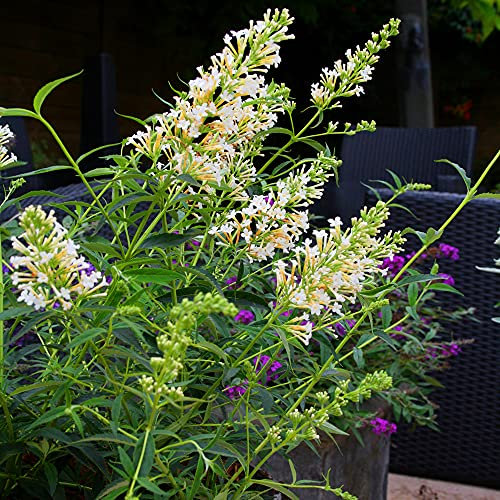 1 X BUDDLEIA Petite 'Snow White' Butterfly Bush DECIDUOUS Shrub Plant in Pot