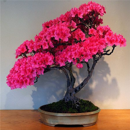 Das neue 10-teilige Azaleen-Semi-Perenne-Blüten-Semi-Garten-Semi-Garten-Bonsai-Semi-Bonsai-Bonsai-Bonsai-Bonsai-Bonsai-Bonsai-Bonsai-Bonsai-Bonsai-Bonsai-Bonsai