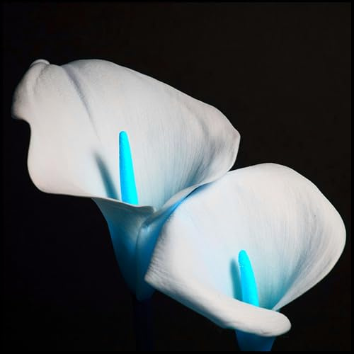Mysteriöse magische Glühbirne, Winterhart pflanzen, Mehrjährige Blumenzwiebel ist winterhart,Blumenzwiebel Mix,Winterhart zwiebeln-2 Calla Lilien zwiebeln