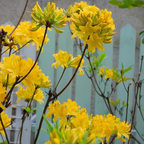 Semillas de rododendro resistentes - Camas elevadas jardín, azalea interior perennes 50pcs