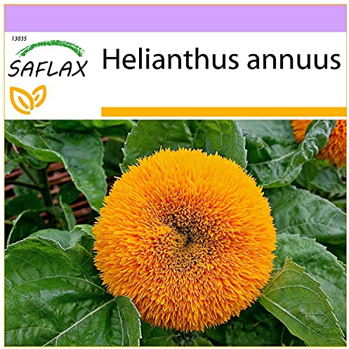 SAFLAX - Sonnenblume Puschel - 40 Samen - Helianthus annuus