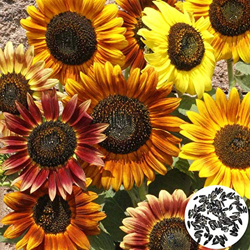 Benoon Graines De Tournesol, 100 Pièces/Sac Graines De Tournesol Parfumées à Croissance Rapide Couleurs Mélangées Couleur Mélangée Helianthus Annuus Graines De Fleurs Pour Jardin Graines de tournesol