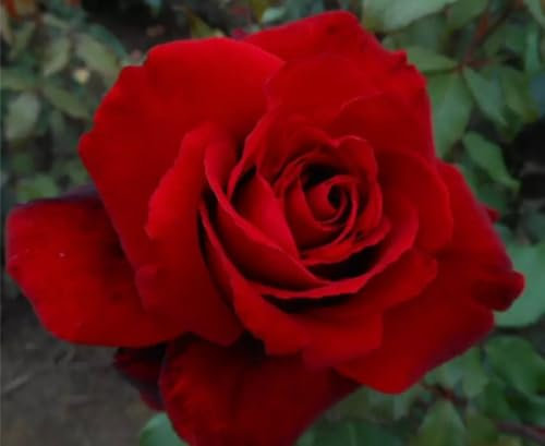 Crimson Cascade - Red Climbing Rose - 4L Potted