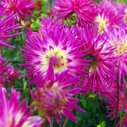 Dahlie Veritable | 1 Stück | Schnittblume | Lila | 100% Blütegarantie | QFB Gardening
