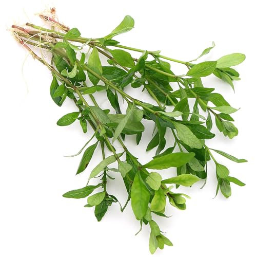 K2AQUA Hygrophila Polysperma Live Aquarium Plants Fast Growing Low Maintenance Ideal for Freshwater Tropical Tanks Beginner Friendly