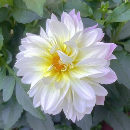 dahlien wildblumen balkonblumen topfpflanzen echt blumensamen balkon pflanzendeko immergrüne wildkräuter schnittblumen frühlingsblumen blumensaat kräutergarten garten hochbeet 100samen