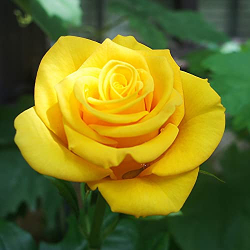 Rose Bush Bare Root Plants ‘Golden Wedding’ Living Gift Fragrant Repeat Flowering Double Yellow Blooms Hardy Shrub Easy to Grow Your Own Garden Flowers by Thompson and Morgan