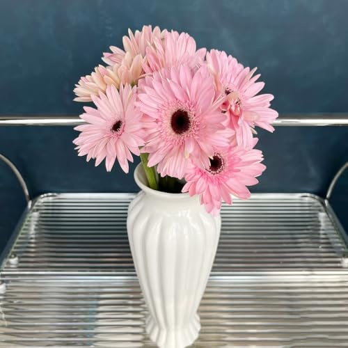 semillas de gerbera - semillas de flores cortadas - Serie Plantas Raras - decoración balcones gerbera bonsái plantas interior flores silvestres perennes resistentes interior decoración 400pcs