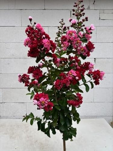 Hochstamm Chinesische Kräuselmyrte Dynamite - Lagerstroemia indica Dynamite