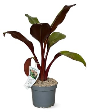 Attitude Jardin - Bananier rouge maurelli - plante d'extérieur - 50-60 cm - ⌀ 19 cm