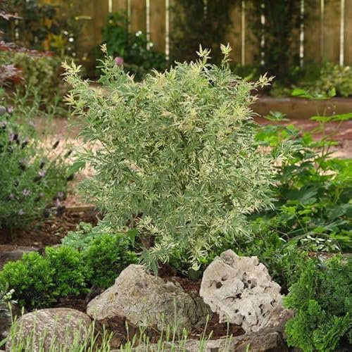 Bloomique - Acer Palmatum Butterfly - Japanischer Ahorn - Buntes Laub - Gartenpflanzen - Winterhart - 40-50 cm Hoch - Topf 15 cm